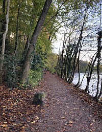 Sentier forestier au bord de l’Aar