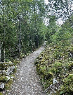 Joli sentier forestier