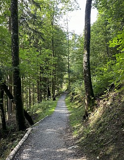 Sentier forestier du chemin des poussettes