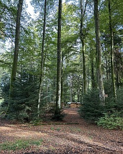 Vue de la forêt depuis le sentier