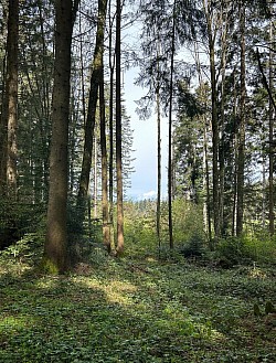 Vue de la forêt