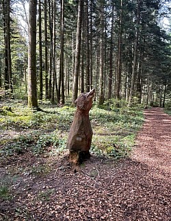 Suite du chemin sur copeaux de bois