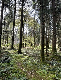 Autre vue de la forêt du Derbali de le chemin de copeaux de bois
