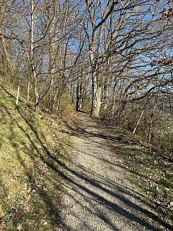 Chemin forestier qui mène aux escaliers pour accéder à l’ile