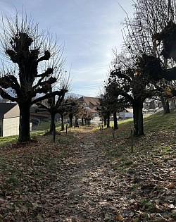 Terminer la promenade par cette jolie allée d'arbres