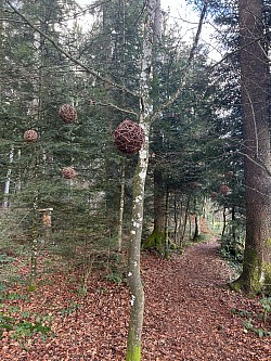 Suite du sentier joliment decoré