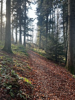 Petite grimpette pour accéder à la suite du parcours