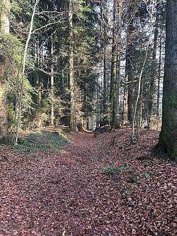 Suite du parcours avant d’arriver en bas de la forêt