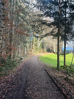 Côté gauche du bas de la forêt