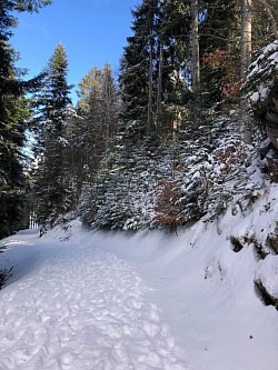 Les magnifiques sapins enneigés