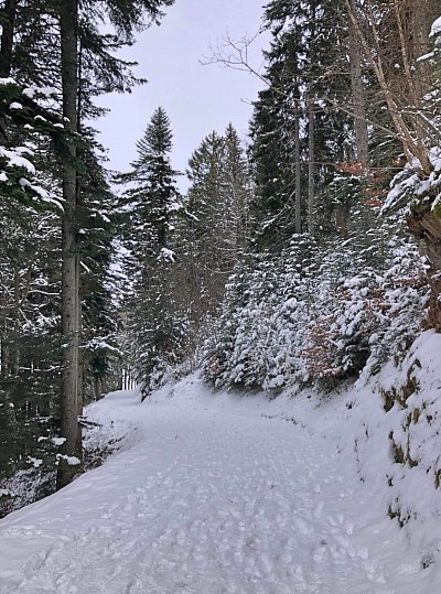 Chemin du Renardeau à Leysin (VD)