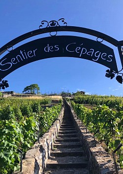 Ne manquez le sentier des Cépages lieu incontournable!