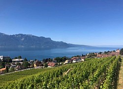 Autre vue de ces fabuleuses vignes