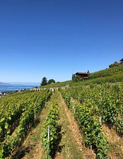 Vue des fabuleuses vignes de la Cute d’Attalens