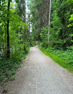 Joli espace forestier avant la fin du parcours